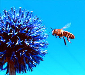 Пчела с поноскою