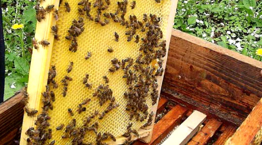 Пчёлы в улье