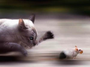 Кошка и мышь