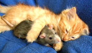 Мышонок и котёнок