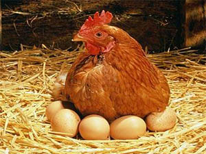 Яйцо под курицей