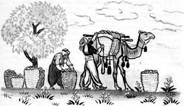 World Sayings.ru - Курдская народная сказка - Сын садовника и Кор-оглы, заступник бедных